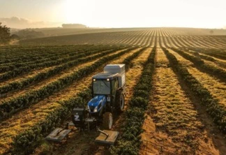 Produtores de citros e café podem contar com tecnologia que elimina daninhas sem herbicidas