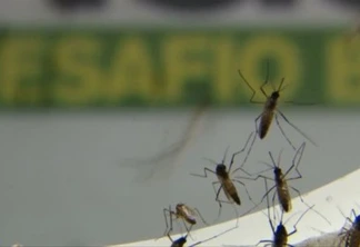 Cascavel tem mais duas mortes e 777 novos casos de dengue