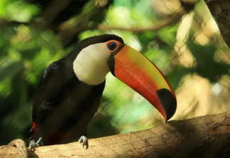 Obra de modernização no Recinto das Aves vai alavancar patamar do Zoo de Cascavel