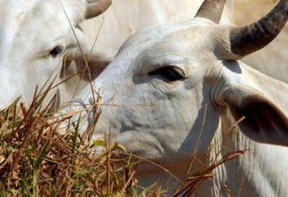 Receita com exportação de carne bovina até novembro está 20% abaixo da de 2022