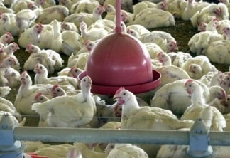 Japão suspende importação de carne de aves do MS