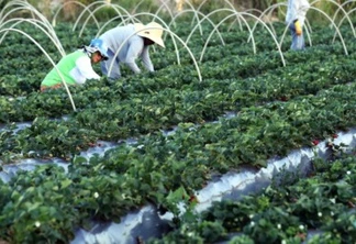 Brazlândia (DF) - Em setembro, diversas cidades do país promovem a festa do morango. Com tecnologia, agricultores conseguem colher a fruta o ano todo (Valter Campanato/Agência Brasil)