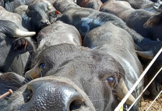 IDR-Paraná da Lapa é pioneiro na pesquisa de búfalos em sistema agroecológico
