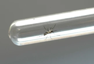 Aedes aegypti, mosquito transmissor da dengue - Foto AEN