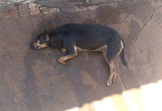 Cão é vítima de maus-tratos e morre no Riviera; tutor foi detido pela PM