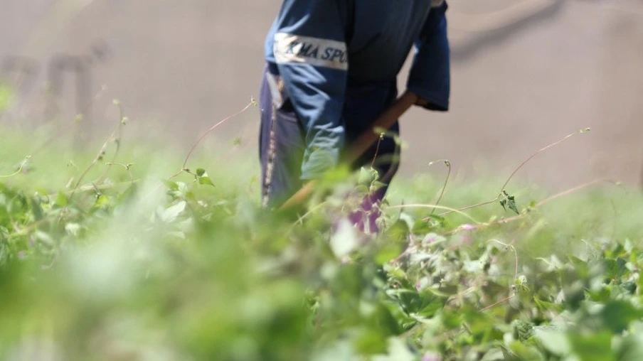 Pesquisa aponta impacto de compra da agricultura familiar durante pandemia