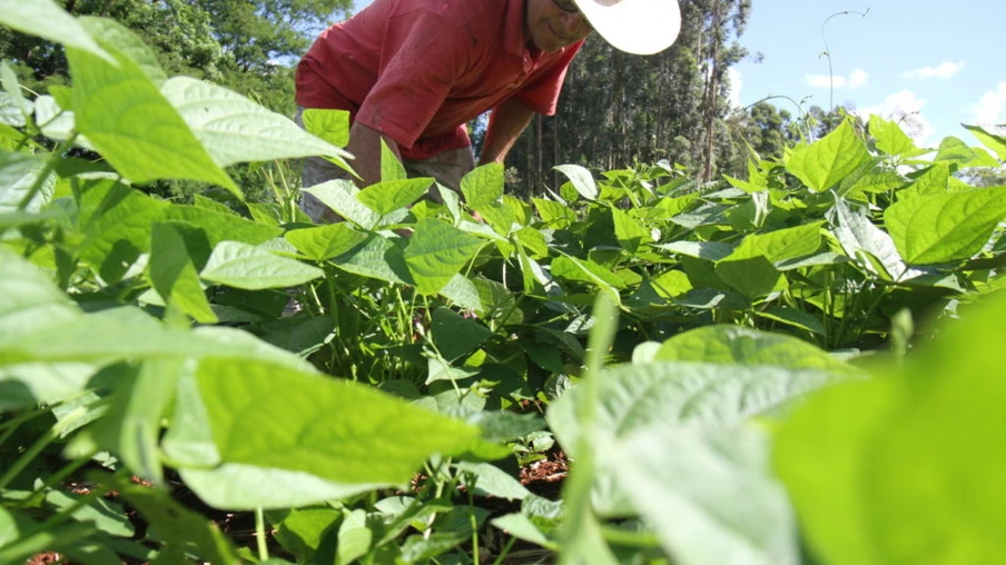 Semana de Campo vai reunir produtores de feijão e milho