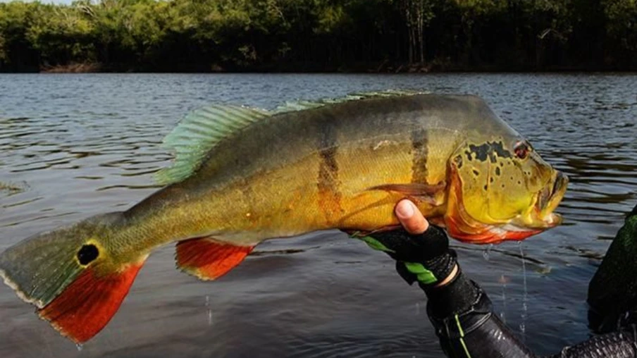 Pesca Esportiva no Lago de Itaipu inicia neste fim de semana em Santa Terezinha de Itaipu