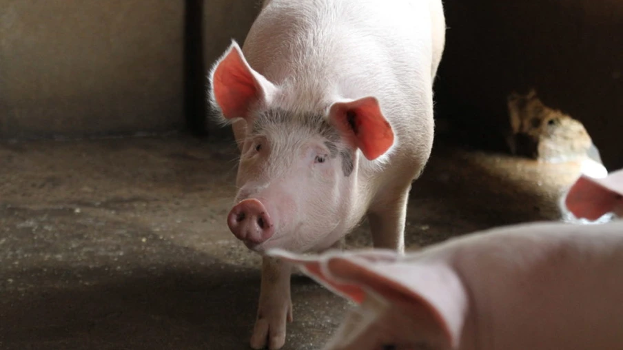 China importa quase o triplo de carne suína