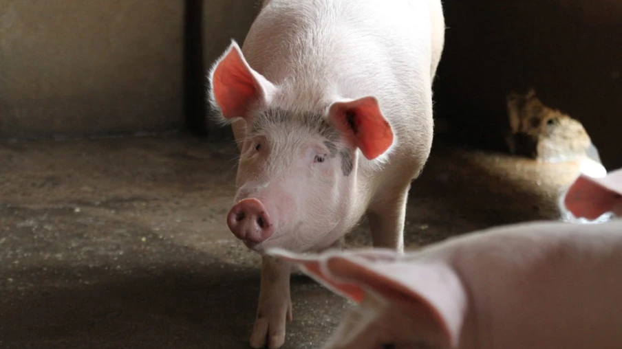 Queda no consumo de carne faz obra bilionária estacionar