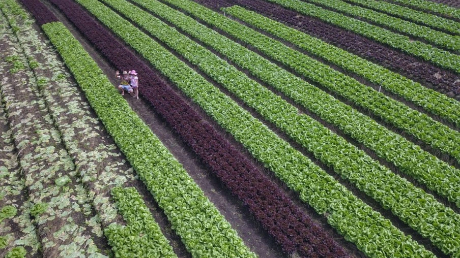 O produtor Bruno Schules, 32, de São José dos Pinhais, na Região Metropolitana de Curitiba (RMC), é um dos agricultores que trabalham com olericultura no Estado e recebem atendimento da Emater.  -  São José dos Pinhais, 04/04/2019  -  Foto: José Fernando Ogura/ANPr