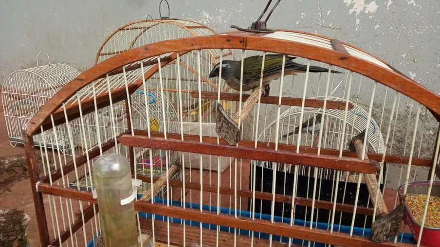 Polícia ambiental prende ave ameaçada de extinção e revólver no Sudoeste do Paraná