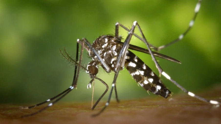 Saúde registra o primeiro caso de morte por Dengue este ano em Cascavel