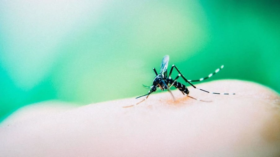 Combate à dengue: Estado pede apoio de regionais e municípios
