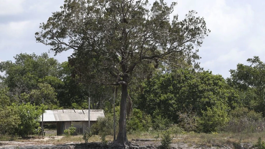 O Brasil tem a maior biodiversidades vegetal do mundo.São 55 mil espécies de plantas cerca de 22% das 250 mil do planeta -  Foto:Agência Brasil