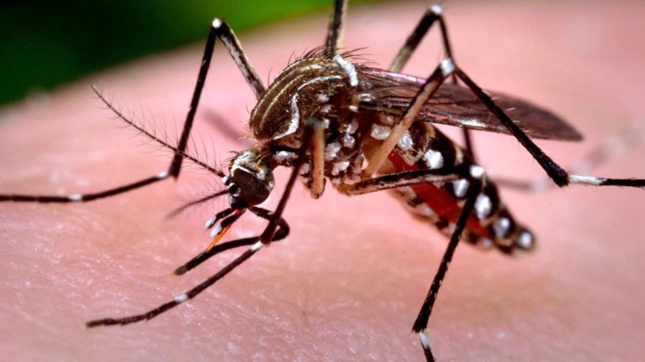 Paraná tem um município em epidemia e oito em alerta para a dengue