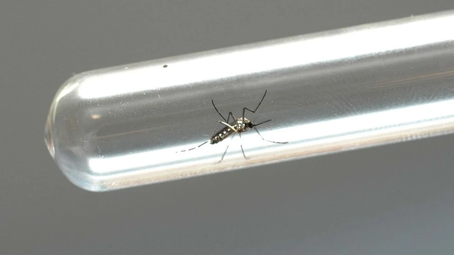 Dengue cresce 20% e casos já se aproximam de 2 mil no Paraná