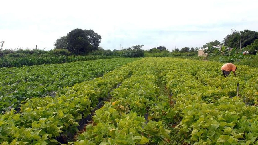 País desenvolve tecnologia para lavouras mais resistentes ao calor