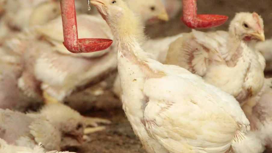 Com geração de emprego e renda, as cooperativas do agro se voltam para o mundo a partir das proteínas - Foto: Aílton Santos 