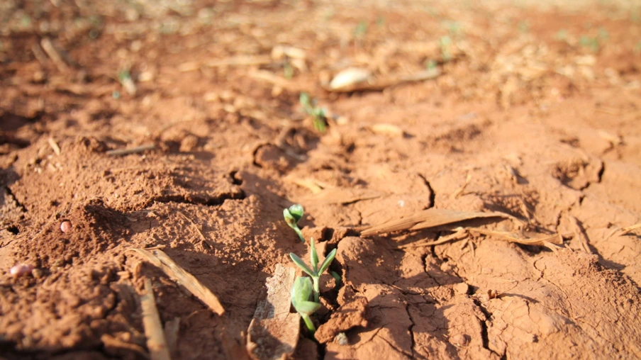 Produtores se dividem entre esperar condições ideais para o cultivo ou arriscar sem umidade no solo