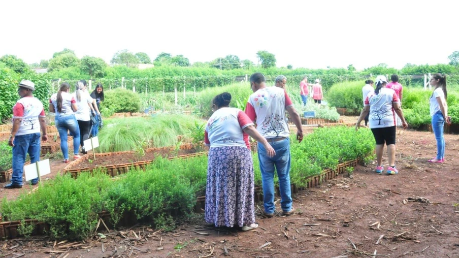 Projeto “Cultivando Saúde e Saberes”, em Santa Terezinha - Foto: DCSTI