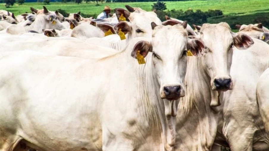 A 10 dias do fim do prazo, 85% dos produtores ainda não atualizaram rebanho