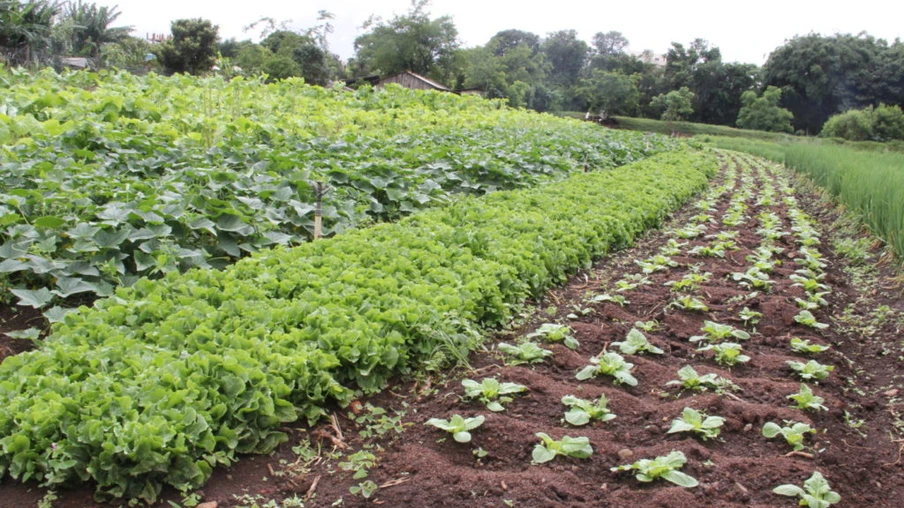 Chuva começa a alterar cenário para produtores de Cascavel