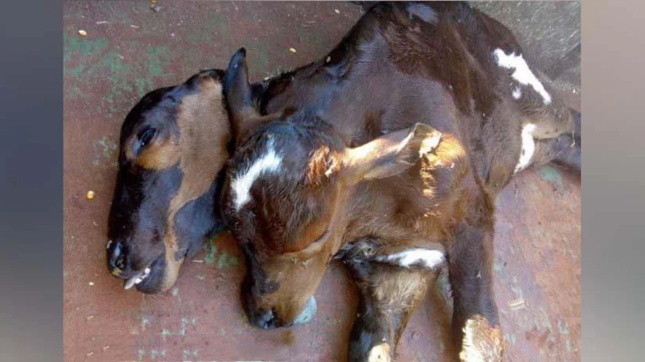 Bezerro com duas cabeças nasce em propriedade de Marechal Cândido Rondon