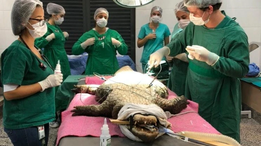 Jacaré do Zoo passa por cirurgia no Hospital Veterinário da FAG