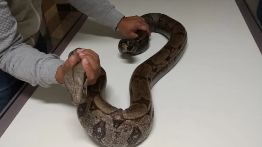 Bugio e Jiboia do Zoo de Cascavel são atendidos no Hospital Veterinário da FAG