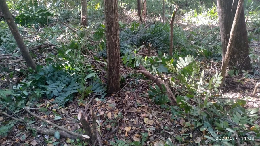 No local foram cortados até palmitos, o que é considerado crime ambiental