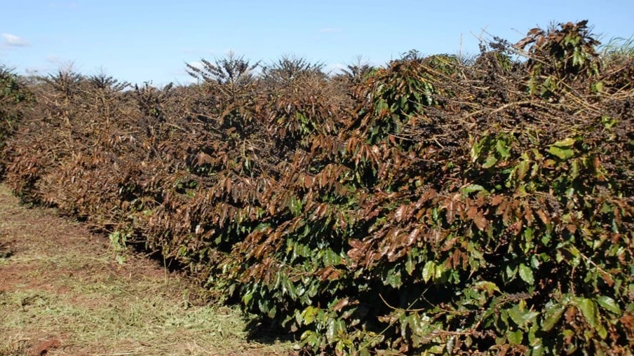 Sistema de alerta de geada para a cafeicultura está em operação