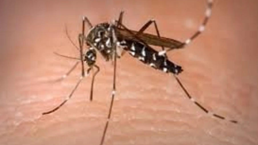  Cascavel chega a 5,6 mil casos de dengue