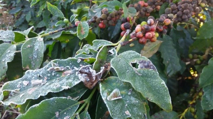 Alerta Geada pode ajudar  cafeicultores do noroeste