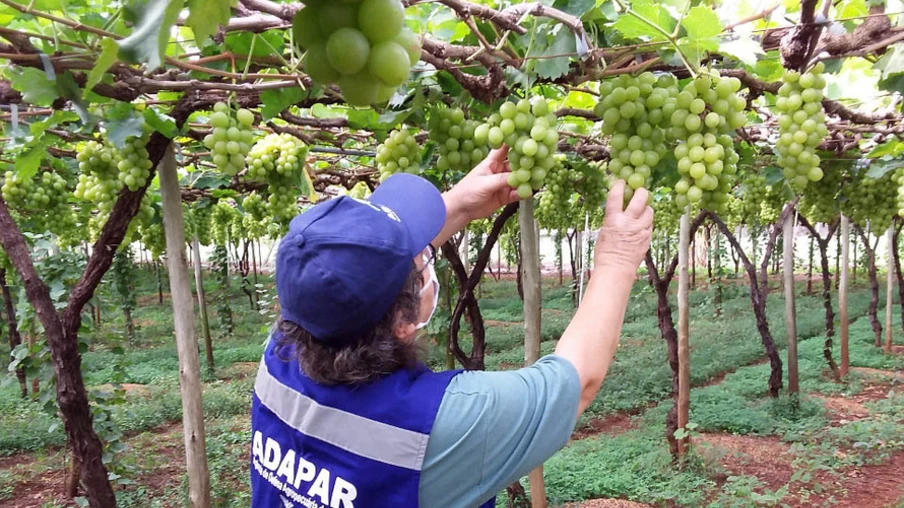 Ações de defesa vegetal garantem segurança alimentar na pandemia