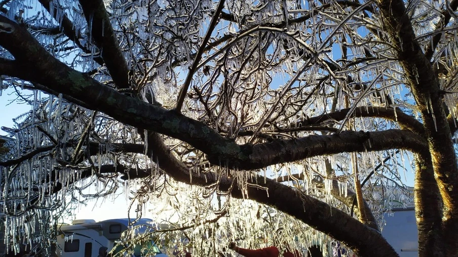 Árvore ficou galhos congelados em São Joaquim — Foto: Leandro Puchalski/NSC TV via G1