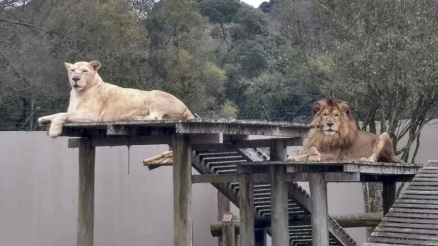 Após a morte de Simba, zoológico de Curitiba recebe casal de leões