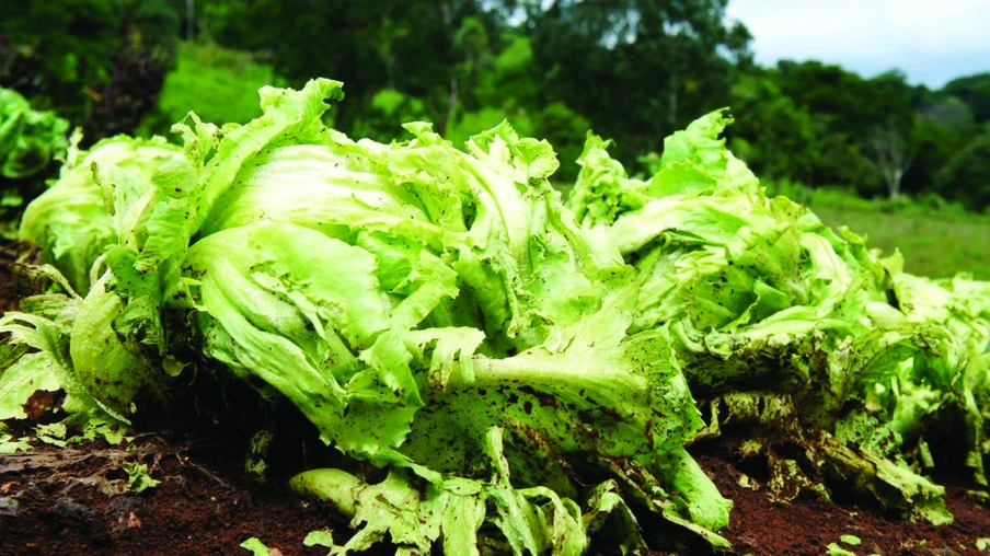 Chuvas elevam em 15% preço de hortaliças