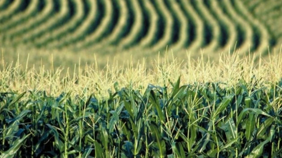 Governo estimula plantio de milho para aumentar a oferta do grão