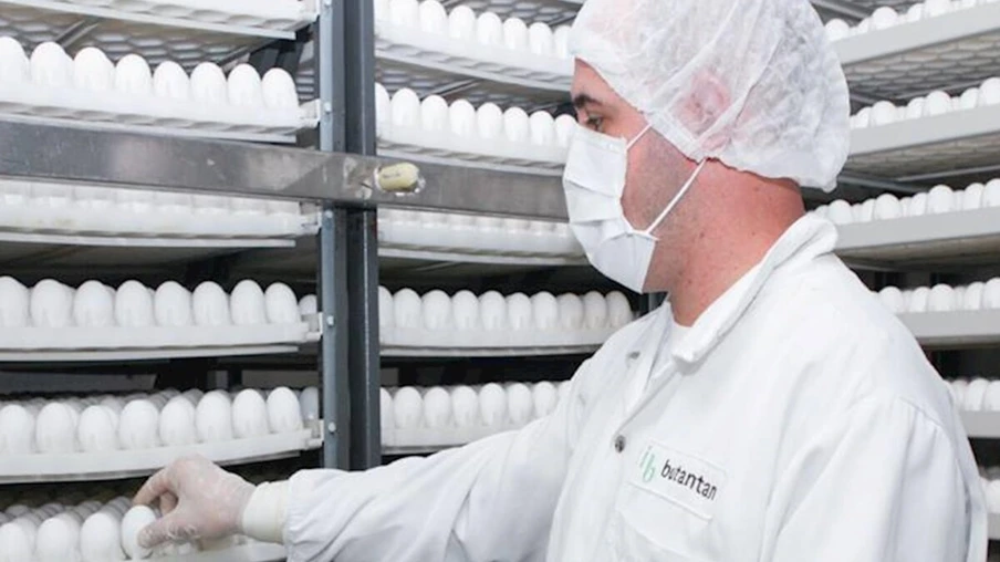 Empresa de Cascavel vai fornecer ovos para produção da Butanvac