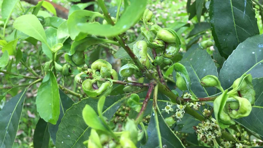 Investimentos fortalecem pesquisa da Unioeste sobre cultivo da erva-mate