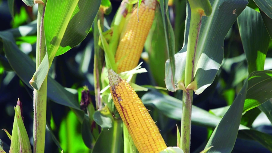 Com valorização da produção, preço de terras agrícolas dispara no Paraná