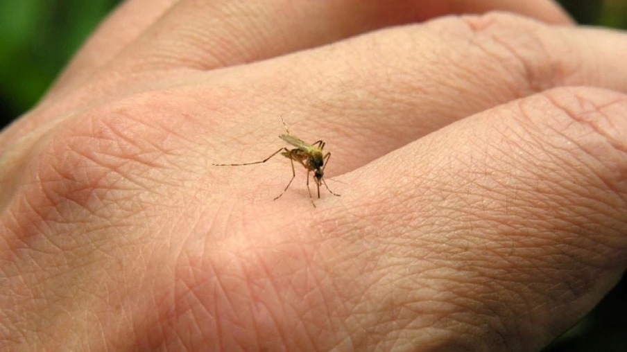 Paraná registra mais 159 casos de dengue