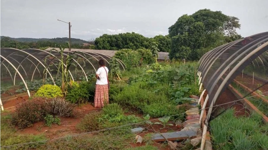 Pesquisadores da Unioeste desenvolvem horta comunitária com plantas medicinais