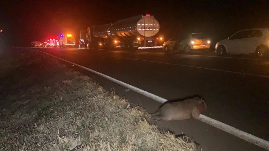 Corolla atropela capivaras, capota e cai em ribanceira às margens da BR-467 em Cascavel