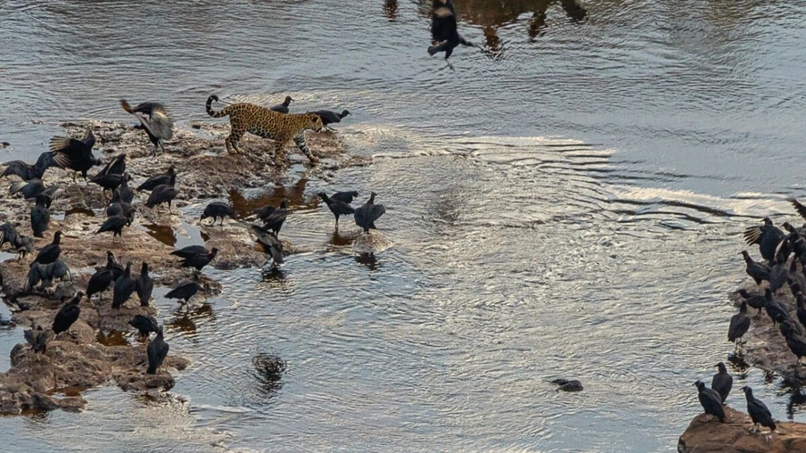 Fotógrafa faz registro incrível de onça-pintada no Parque Nacional do Iguaçu