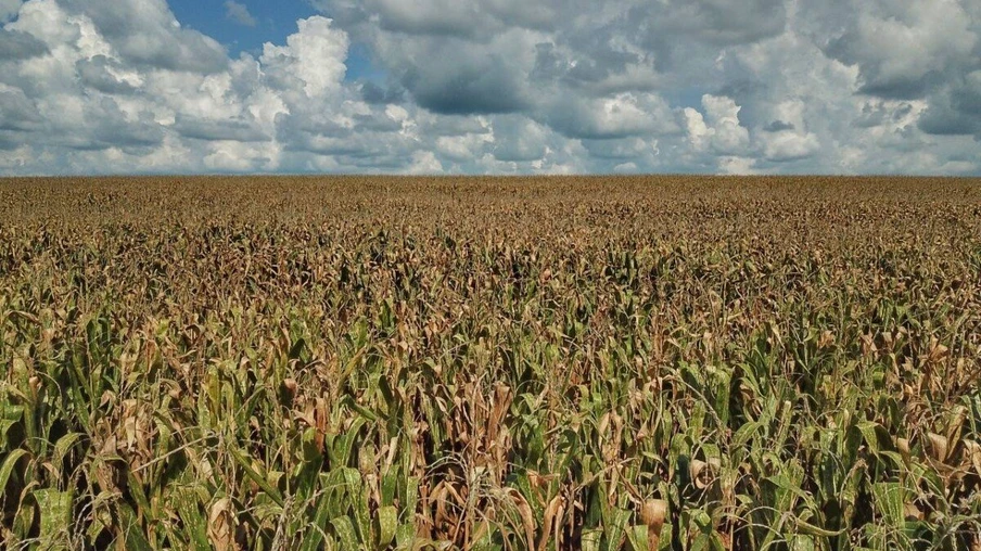 Deral prevê produção de 5,9 milhões de toneladas de milho na segunda safra 2020/21