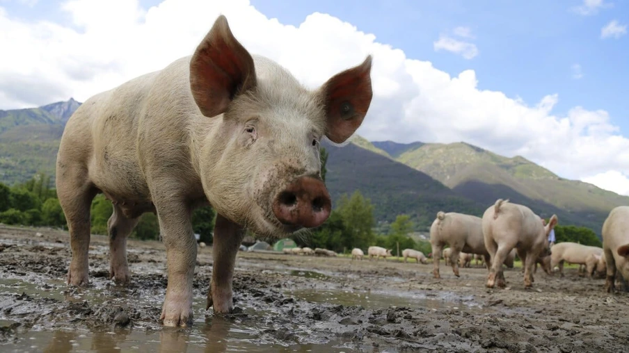 O Rio Grande do Sul produz 11% da produção de carne de frango e 19,8% da produção de suínos nacional, que são direcionados para consumo nas gôndolas do próprio estado e para a exportação.