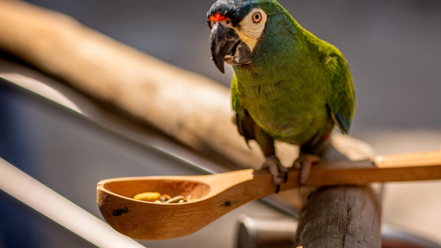 Parque das Aves recebe mais de 11 mil visitantes no feriadão de Independência