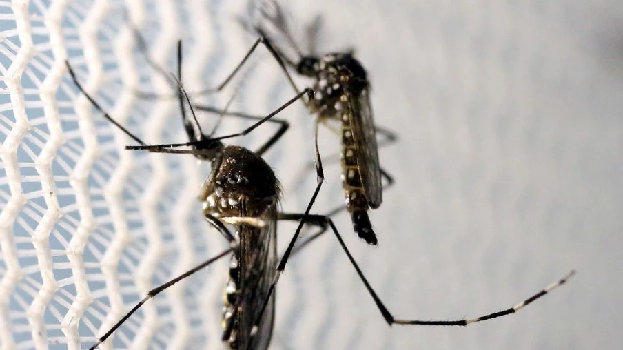 Informe semanal da dengue registra mais 39 casos da doença no Paraná